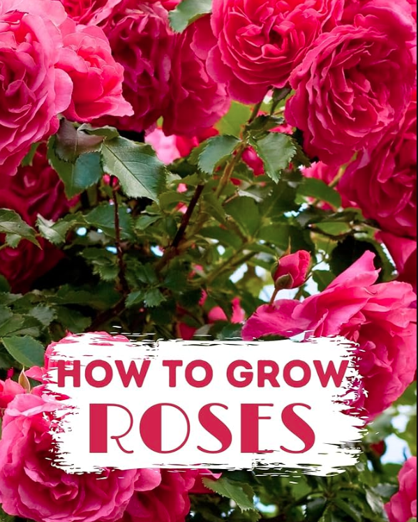 Planning Caring Your Rose Garden